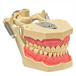 CEREC model med tænder, DA og gingiva